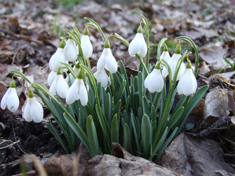 Galanthus.jpg