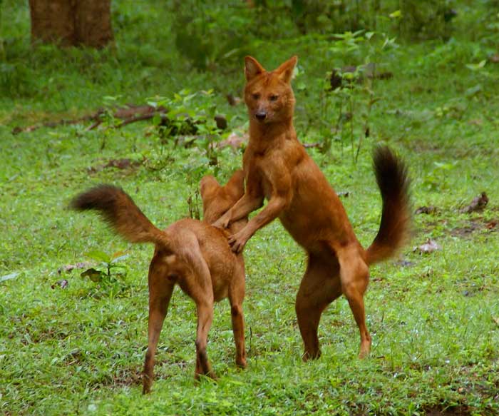 Cuon alpinus 7.jpg