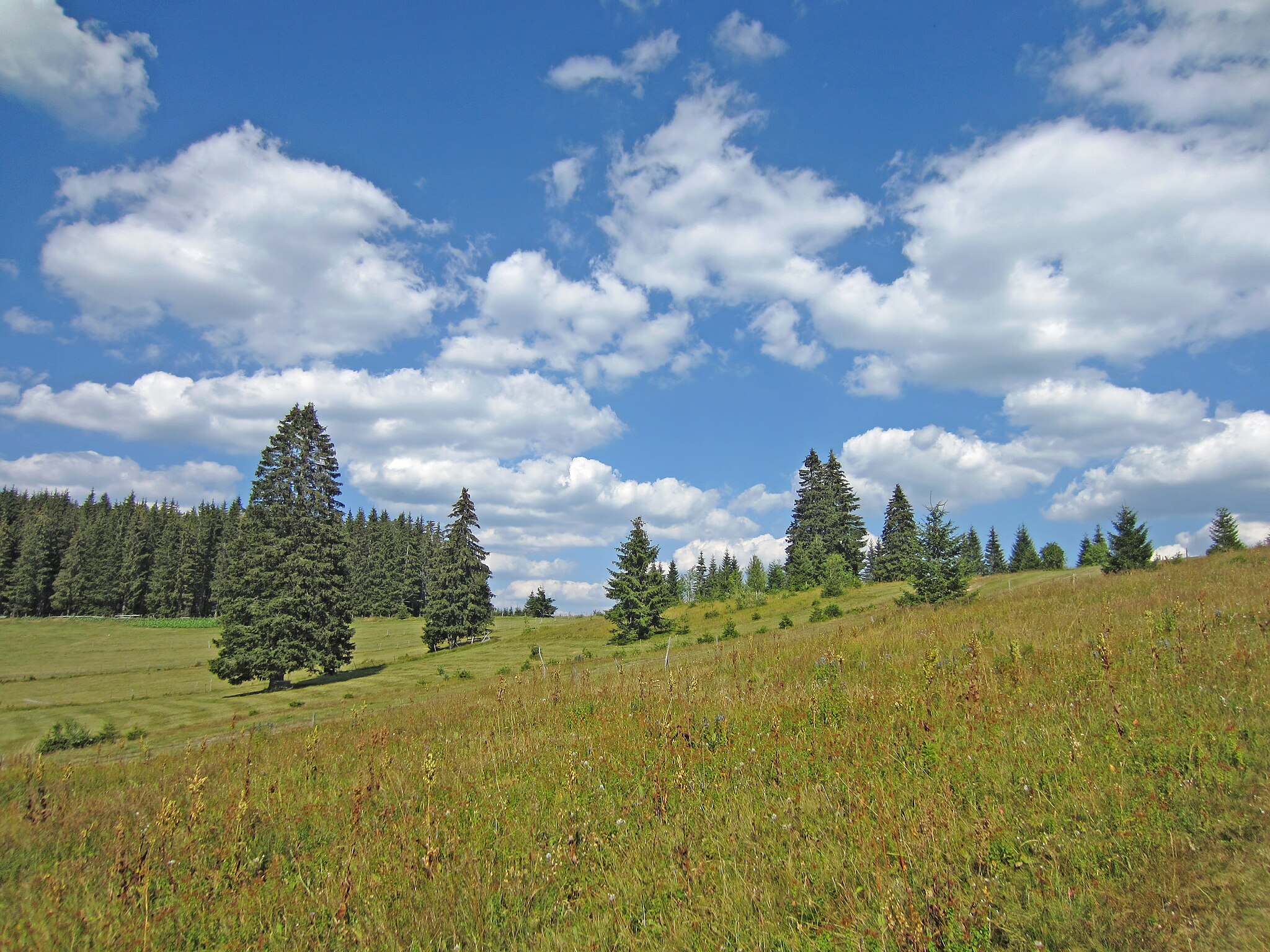 Ели