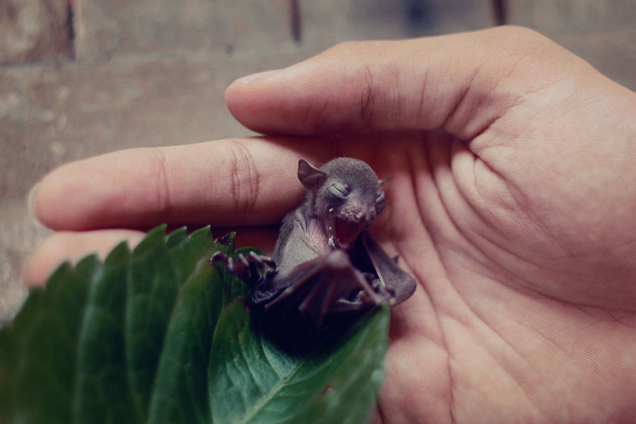Chiroptera 12.jpg