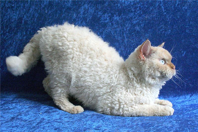Selkirk rex.jpg