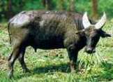 Bubalus mindorensis.jpg