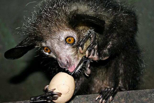 Daubentonia madagascariensis 3.jpg