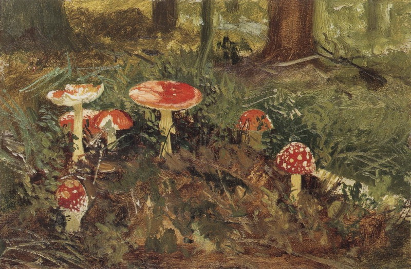 Мухоморы. 1878—1879