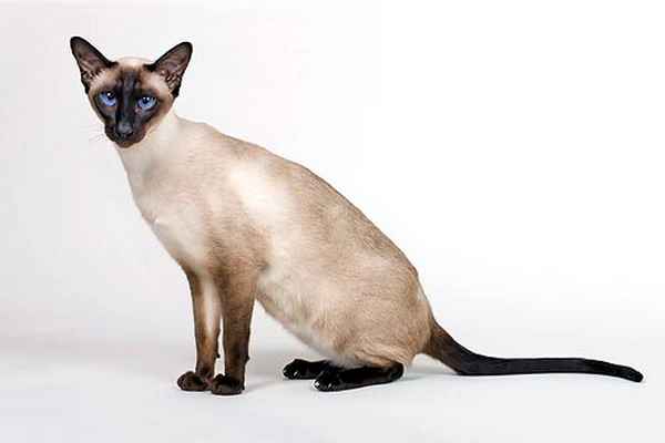 Siamese11.jpg