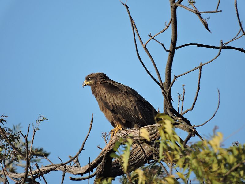 GreaterSpottedEagle.jpg