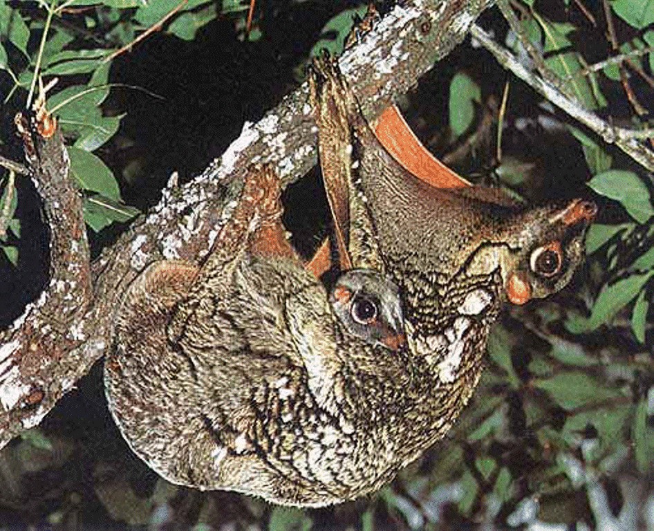 Dermoptera 3.jpg