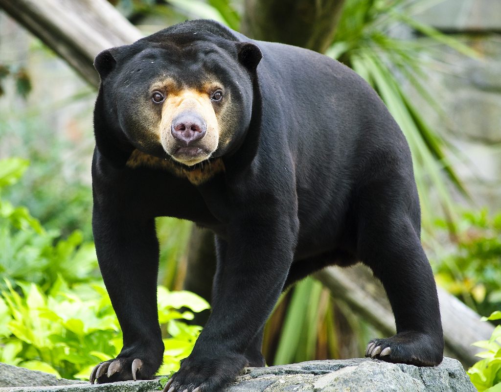 Helarctos malayanus 4.jpg