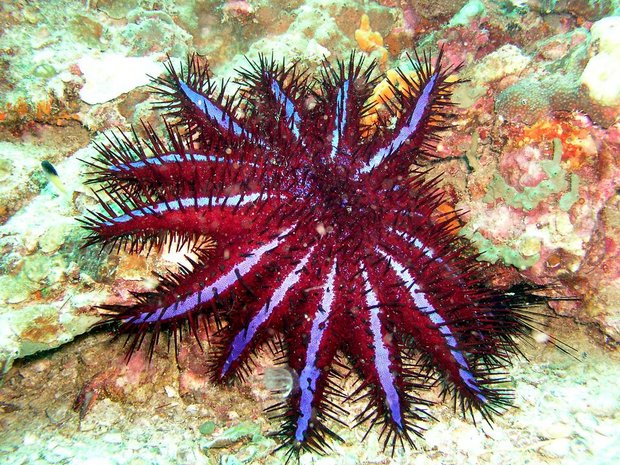 Asteroidea 3.jpg