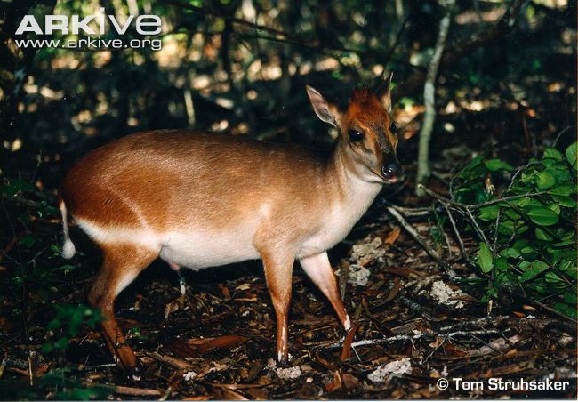 Cephalophus adersi.jpg