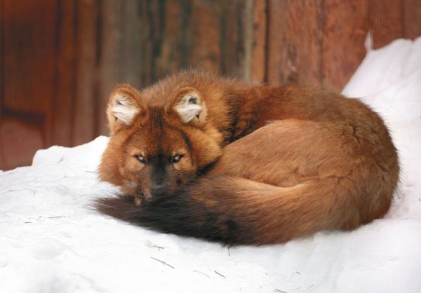 Cuon alpinus 10.jpg