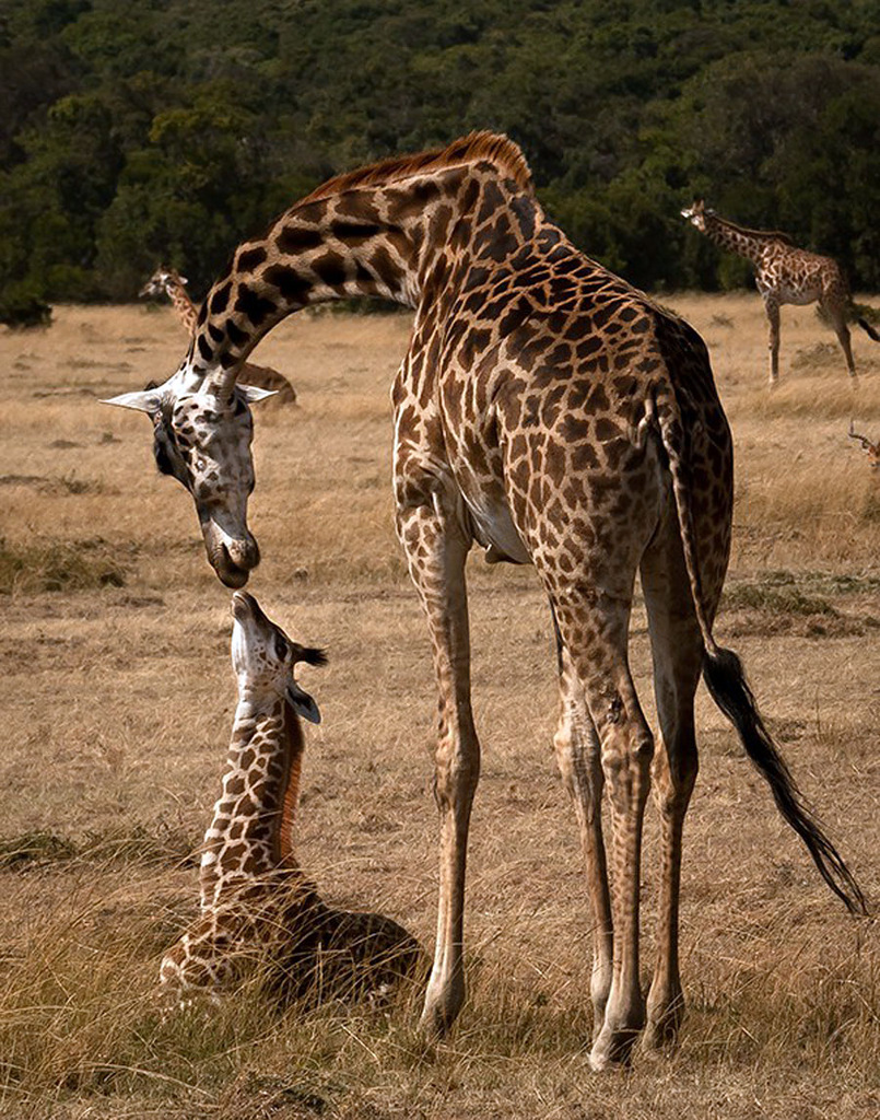 Giraffa 1.jpg