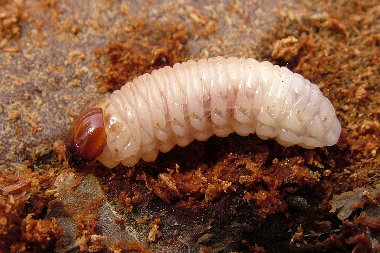 Curculionidae 7.jpg