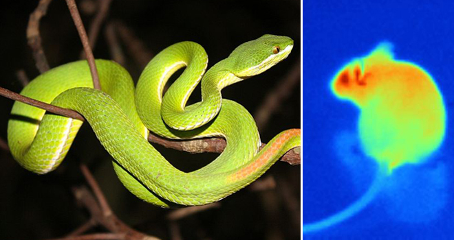 Serpentes 6.jpg