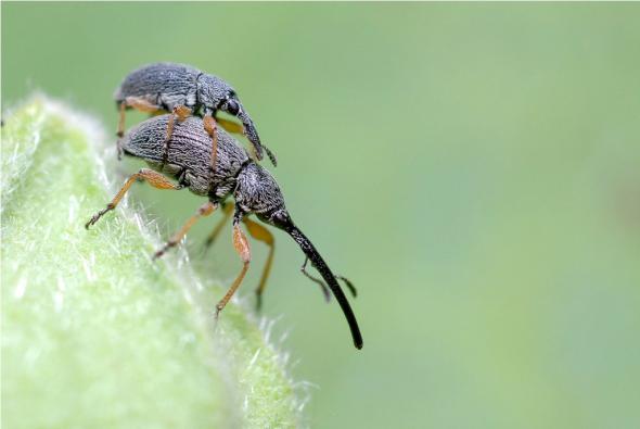 Curculionidae 8.jpg