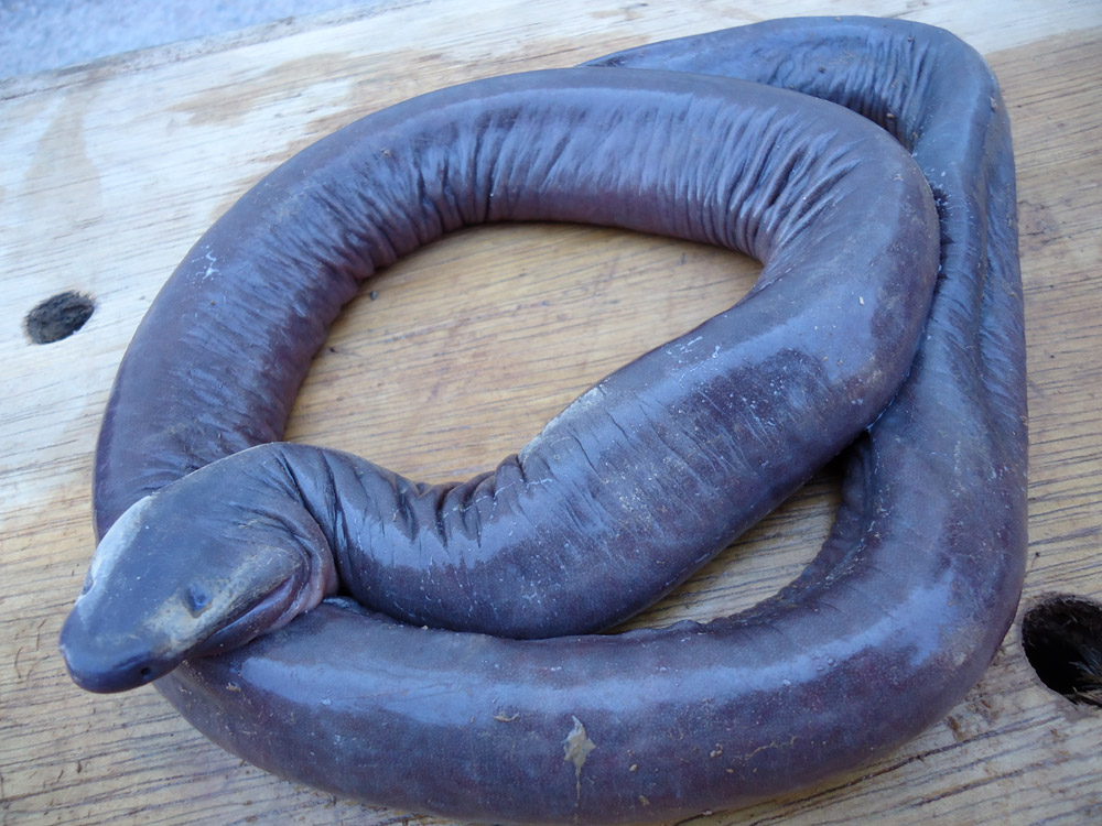 Gymnophiona 5.jpg