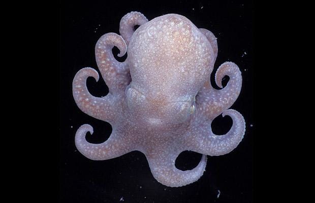 Megaleledone-seteb 1401628i.jpg