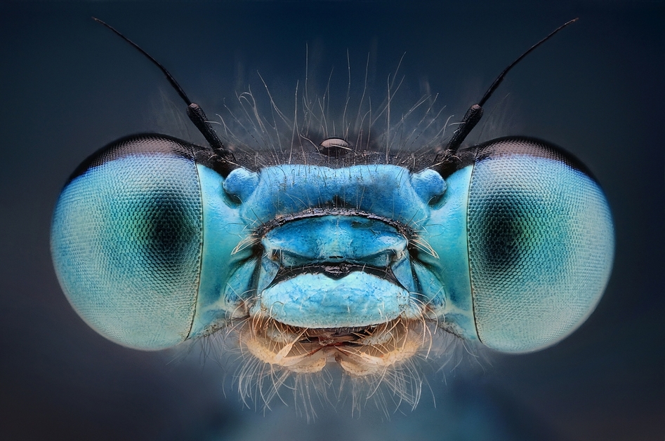 Odonata 3.jpg
