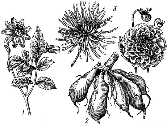 Dahlia 12.jpg