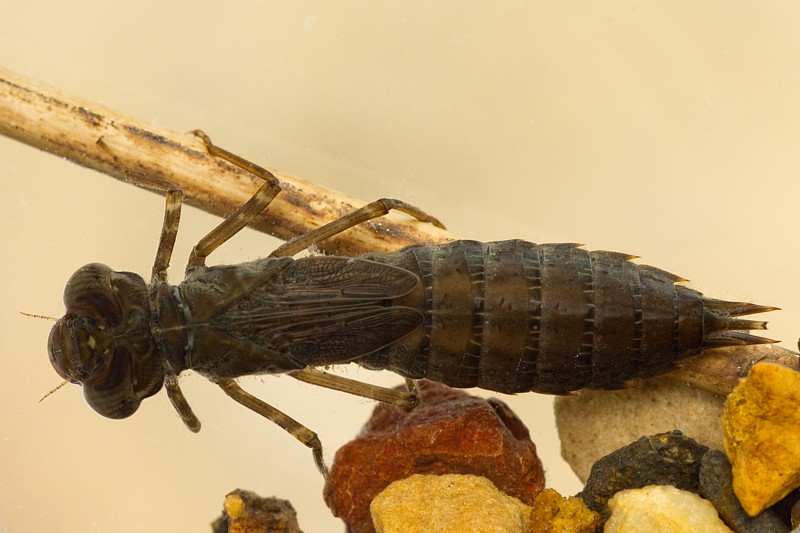 Odonata 6.jpg