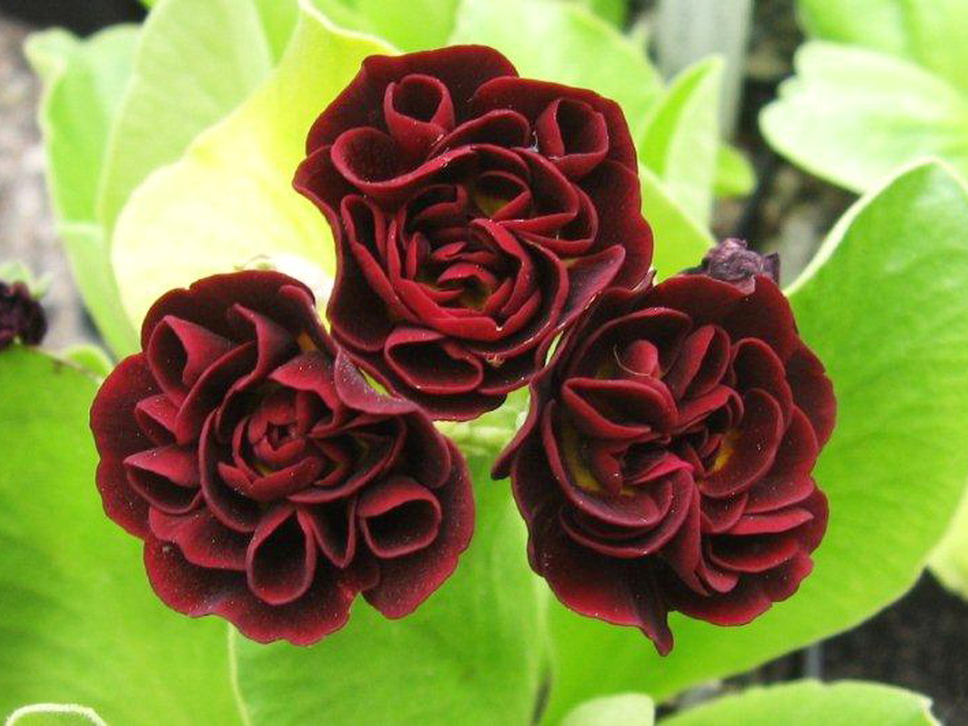 Primula 22.jpg