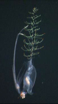 Plactoteuthissidembari.jpg