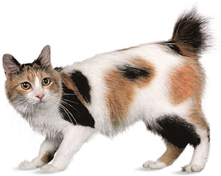Bobtail jap.jpg