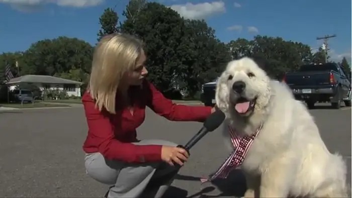 Файл:Dyuk_dog.jpg