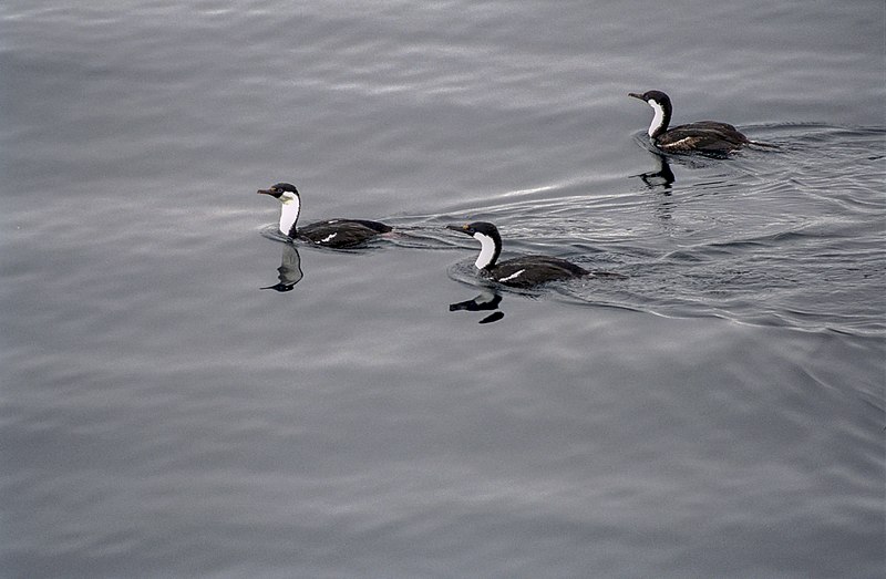 Antarctic, imperial cormorants (js) 12.jpg
