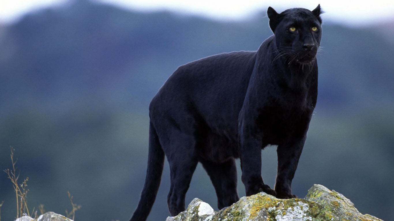 Panther112.jpg