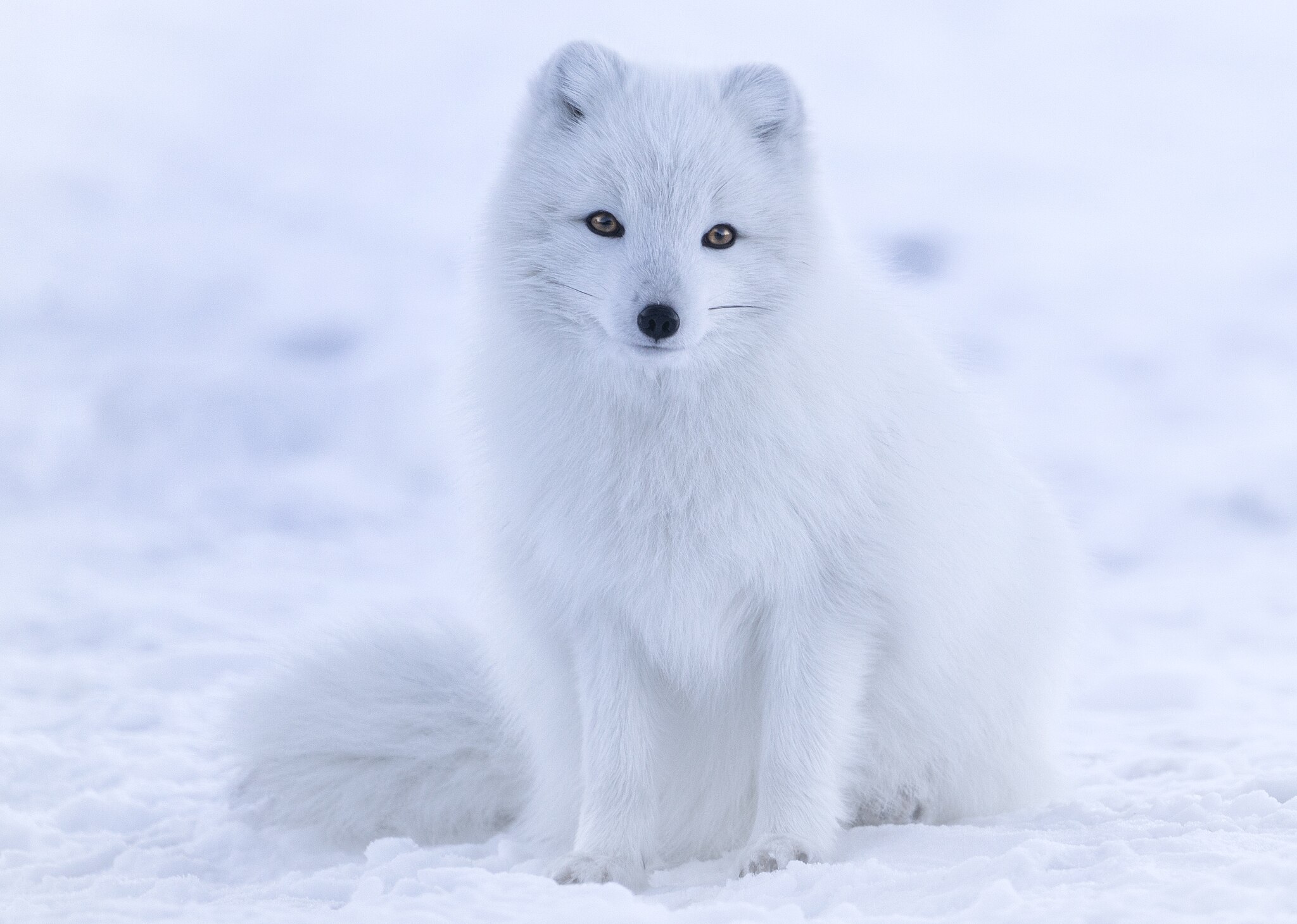 Песец
