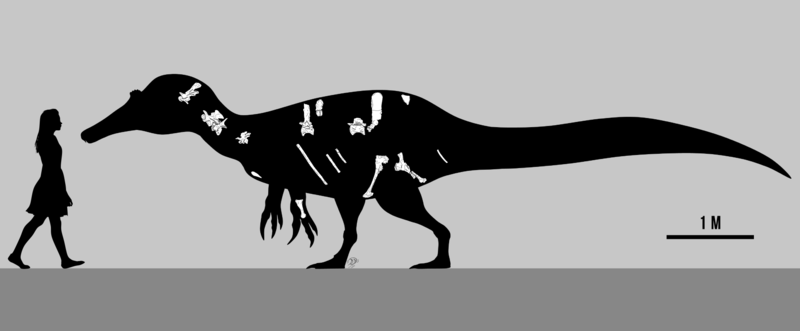 SM-KK 14 skeletal diagram by PaleoGeek.png