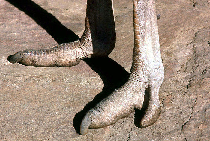 Struthio camelus 2.jpg