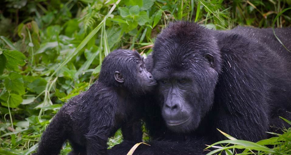 Primates 2.jpg