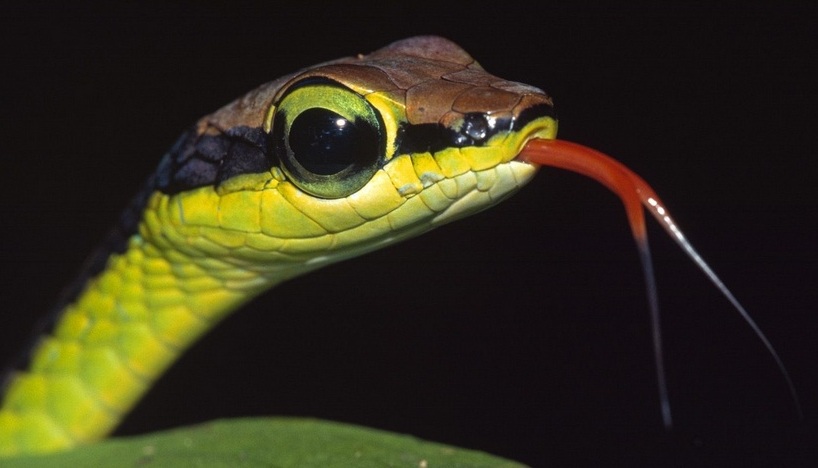 Serpentes.jpg