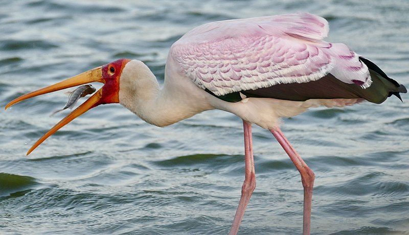 Yellow-billed Stork (Mycteria ibis) catching a tilapia ... (51990703115).jpg