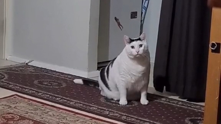 Файл:Кот Бендер.jpg