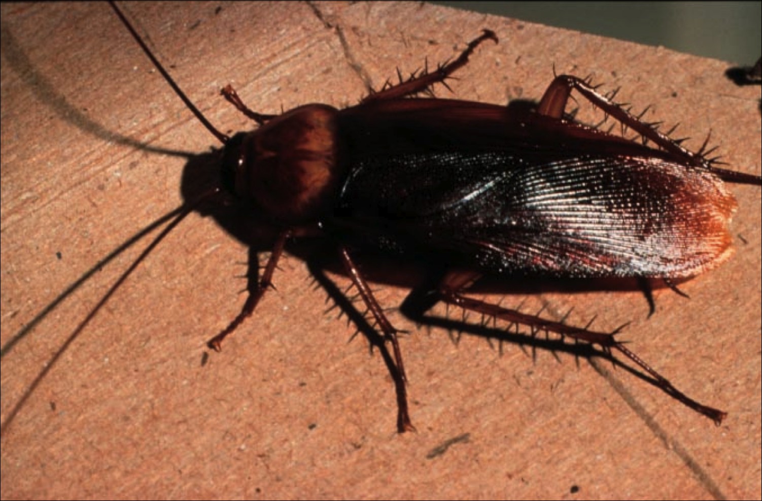 Blattodea 5.jpg