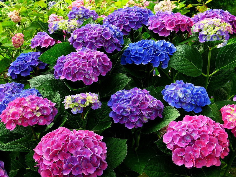 Hydrangea 6.jpg