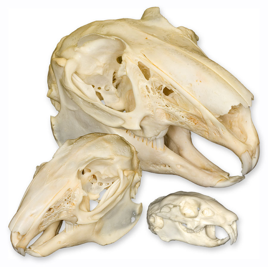 Lagomorpha 1.jpg
