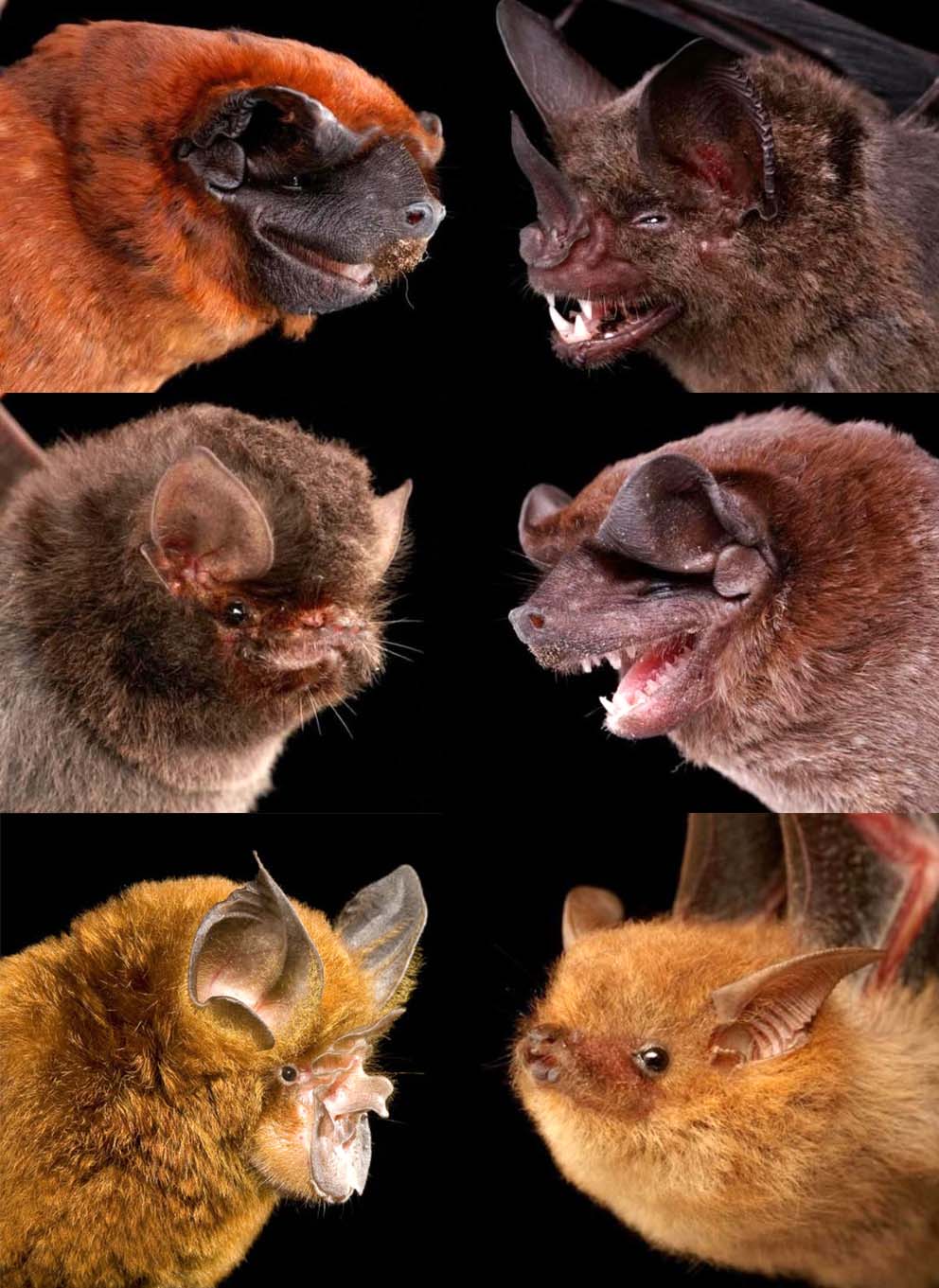 Chiroptera 8.jpg