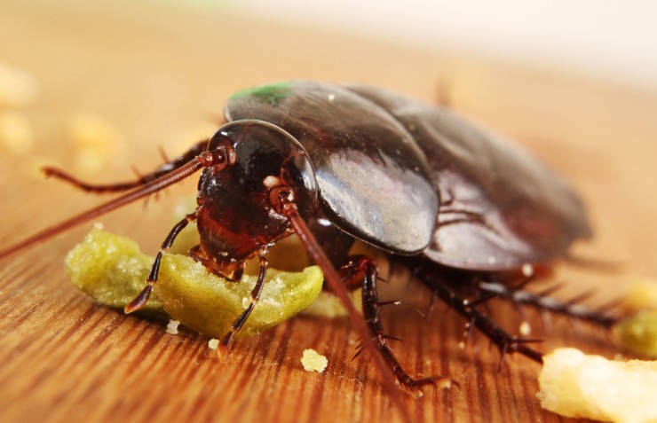 Blattodea 7.jpg