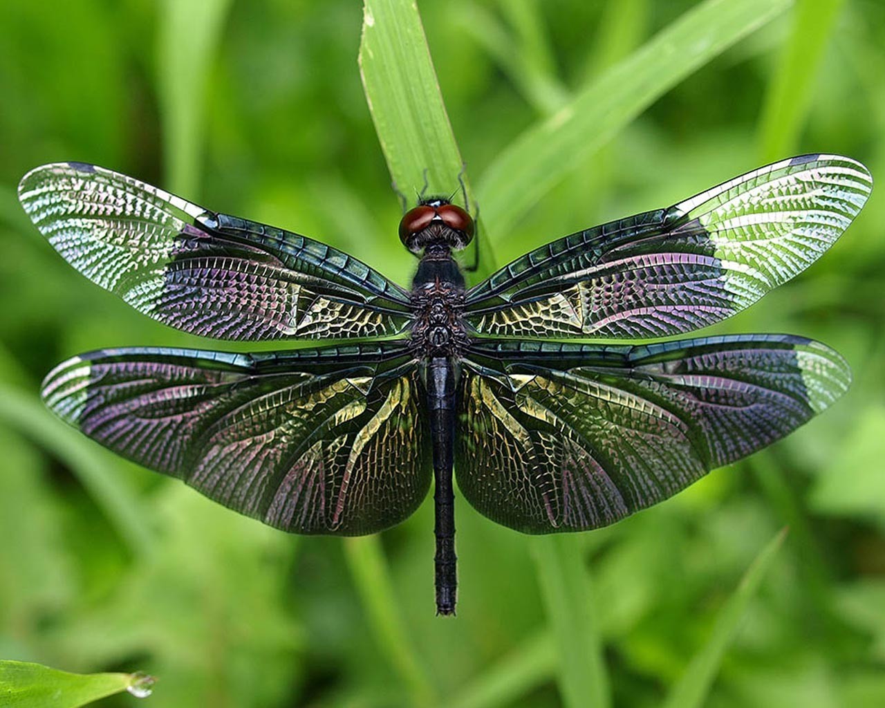 Odonata 1.jpg