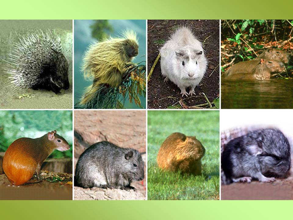 Rodentia 3.jpg