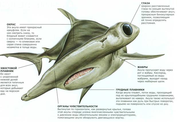 Sphyrnidae 4.jpg