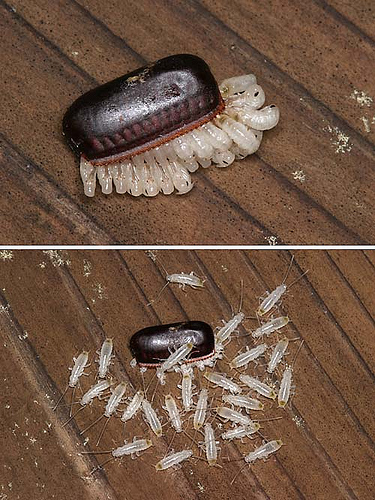 Blattodea 1.jpg