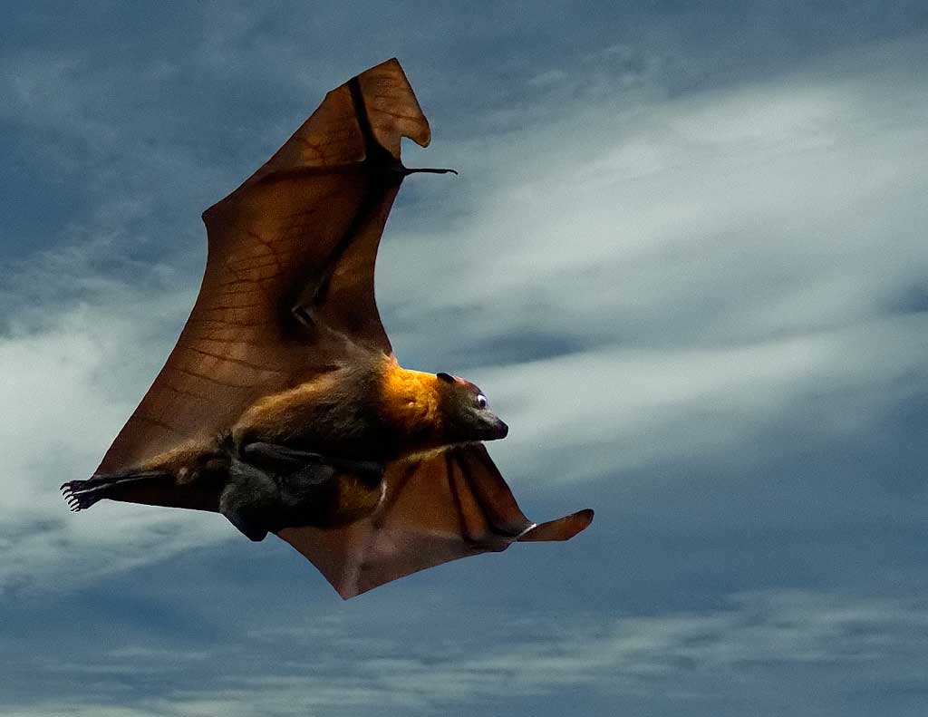 Chiroptera 6.jpg