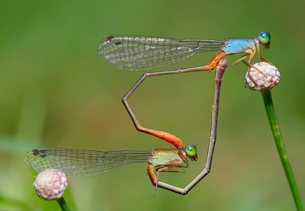 Odonata 4.jpg