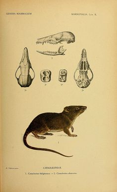 Caenolestidae 1.jpg