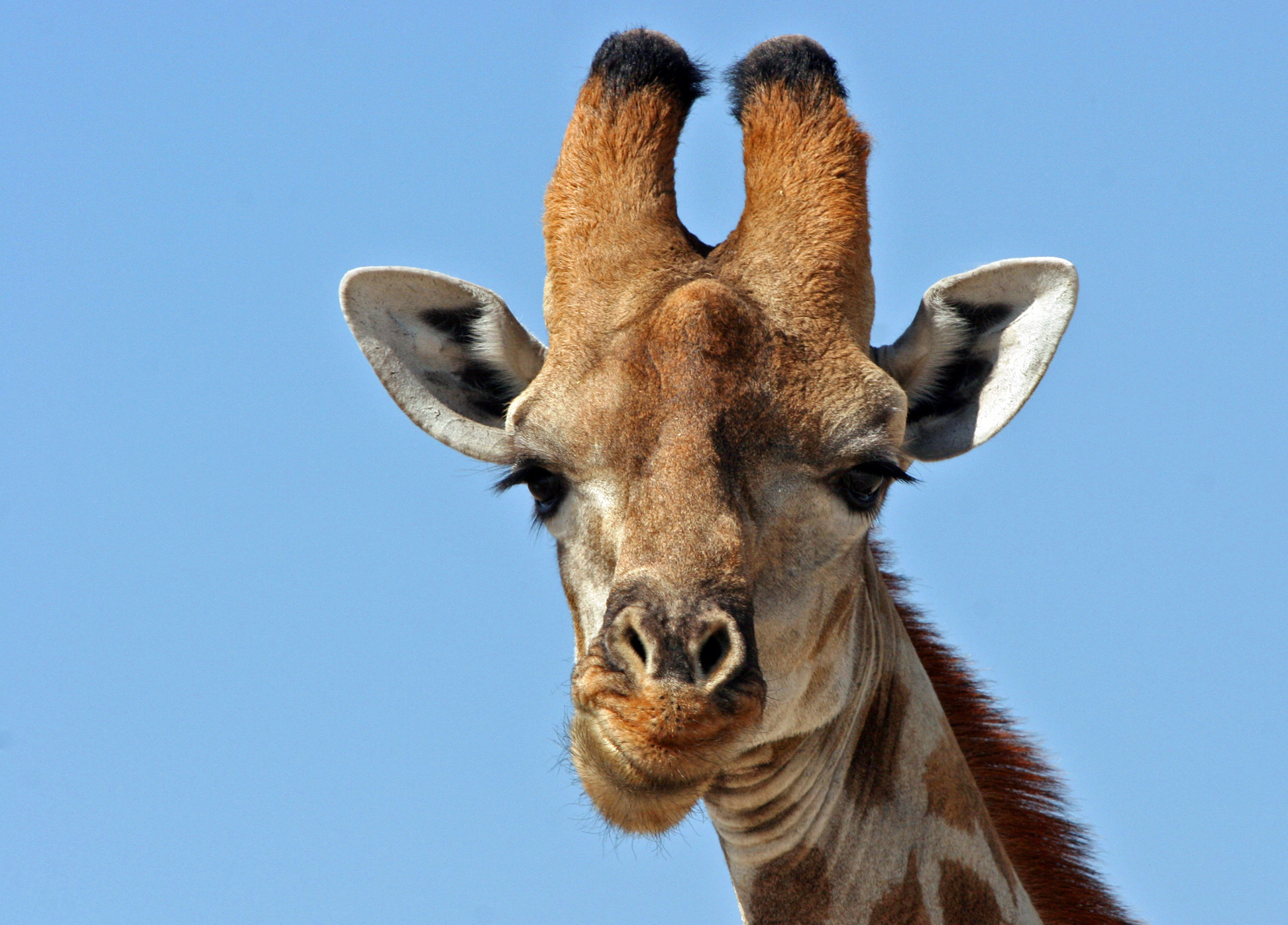 Giraffa 7.jpg